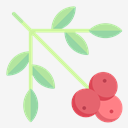 berries