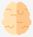brain
