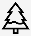 pine,tree