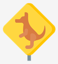 kangaroo