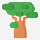 baobab