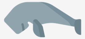 dugong