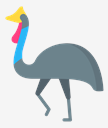 cassowary
