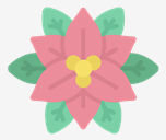 poinsettia