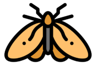moth
