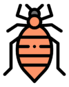 bedbug