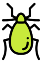 termite