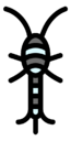 silverfish