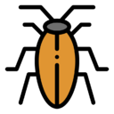 insect