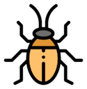 insect