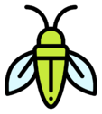 cicada