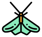 moth