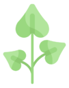 branch