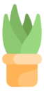 aloe,vera