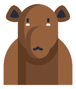 camel