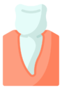 premolar