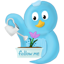 flower,follow,me,spring