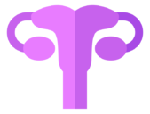 uterus