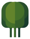 spinach