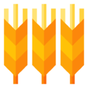 wheat
