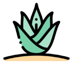 agave
