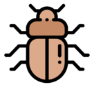 beetle