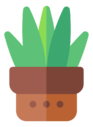 sansevieria,trifasciata