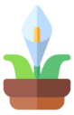 lily