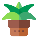 aloe,vera