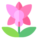 orchid