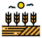 wheat