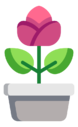 tulip