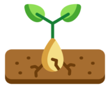 seed