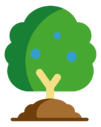 blueberry