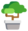 bonsai