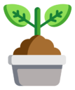 sprout
