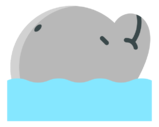 dolphin