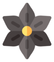 anise