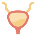 bladder