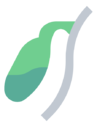 gallbladder