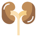 kidneys
