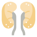 kidneys
