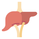 liver