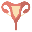 uterus