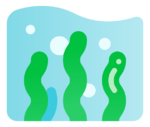 seaweed