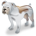 bulldog