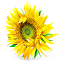 flower,plant,sunflower