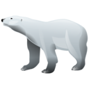 bear,polar