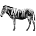 zebra