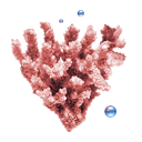coral